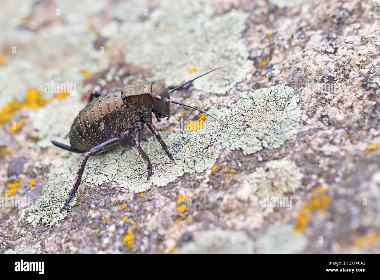 Bronze-Drüsenbuschgrille (Bradyporus dasypus), Rumänien. April. Stockfoto