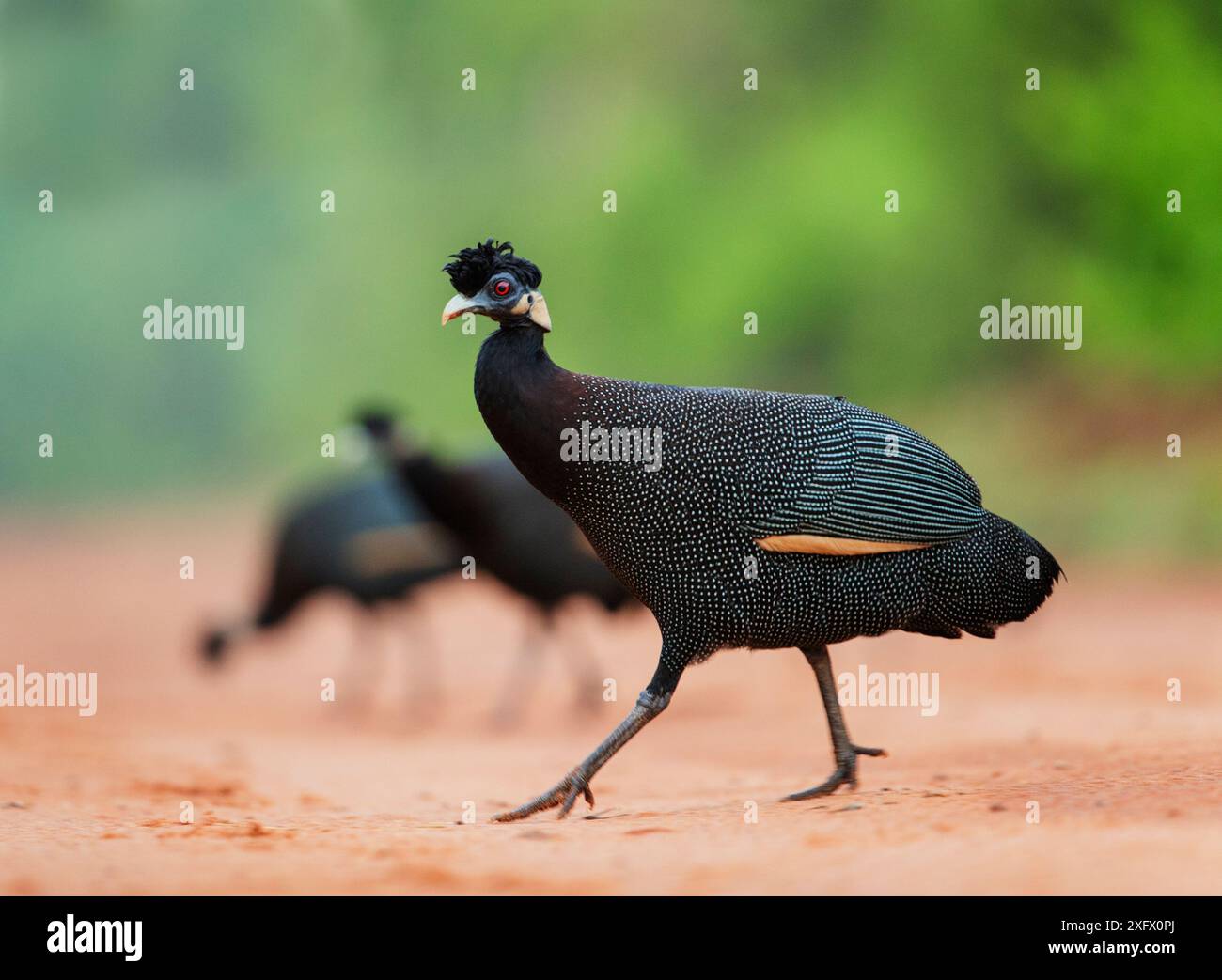 Guineafuhu (Guttera pucherani) Mana Pools National Park, Simbabwe. Stockfoto