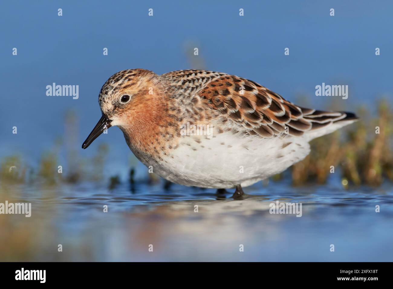 Rothalsstint (Calidris ruficollis) im Zuchtgefieder bei der Nahrungssuche im Flachwasser. Lake Ellesmere, Neuseeland. November. Stockfoto