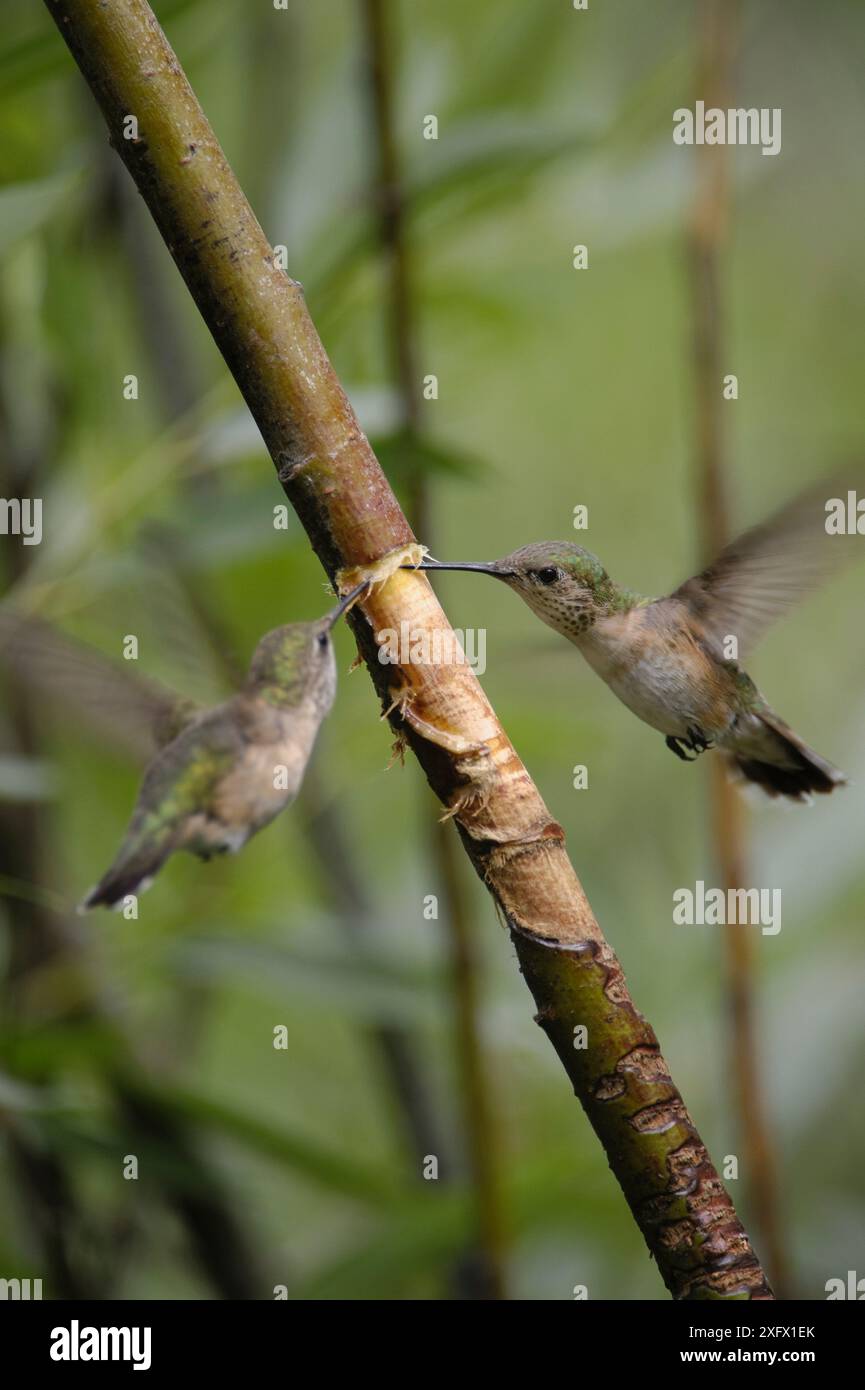 Breitschwanz-Kolibri (Selasphorus platycerus) bei Gelbbauchsapsucker (Sphyrapicus varius) Schäden im Baum. Sapsuckers beschädigt Baumstämme, um sich von sap zu ernähren. Teton National Park, Wyoming, USA. August Stockfoto