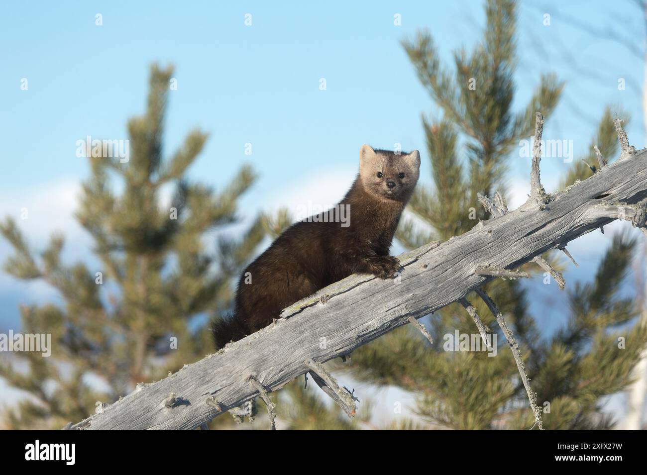 Sable (Martes zibellina) Irkutsk, Sibirien, Russland. März. Stockfoto