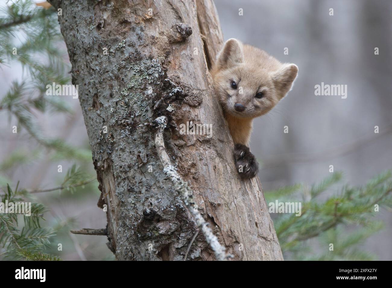 Sable (Martes zibellina) Irkutsk, Sibirien, Russland. November. Stockfoto
