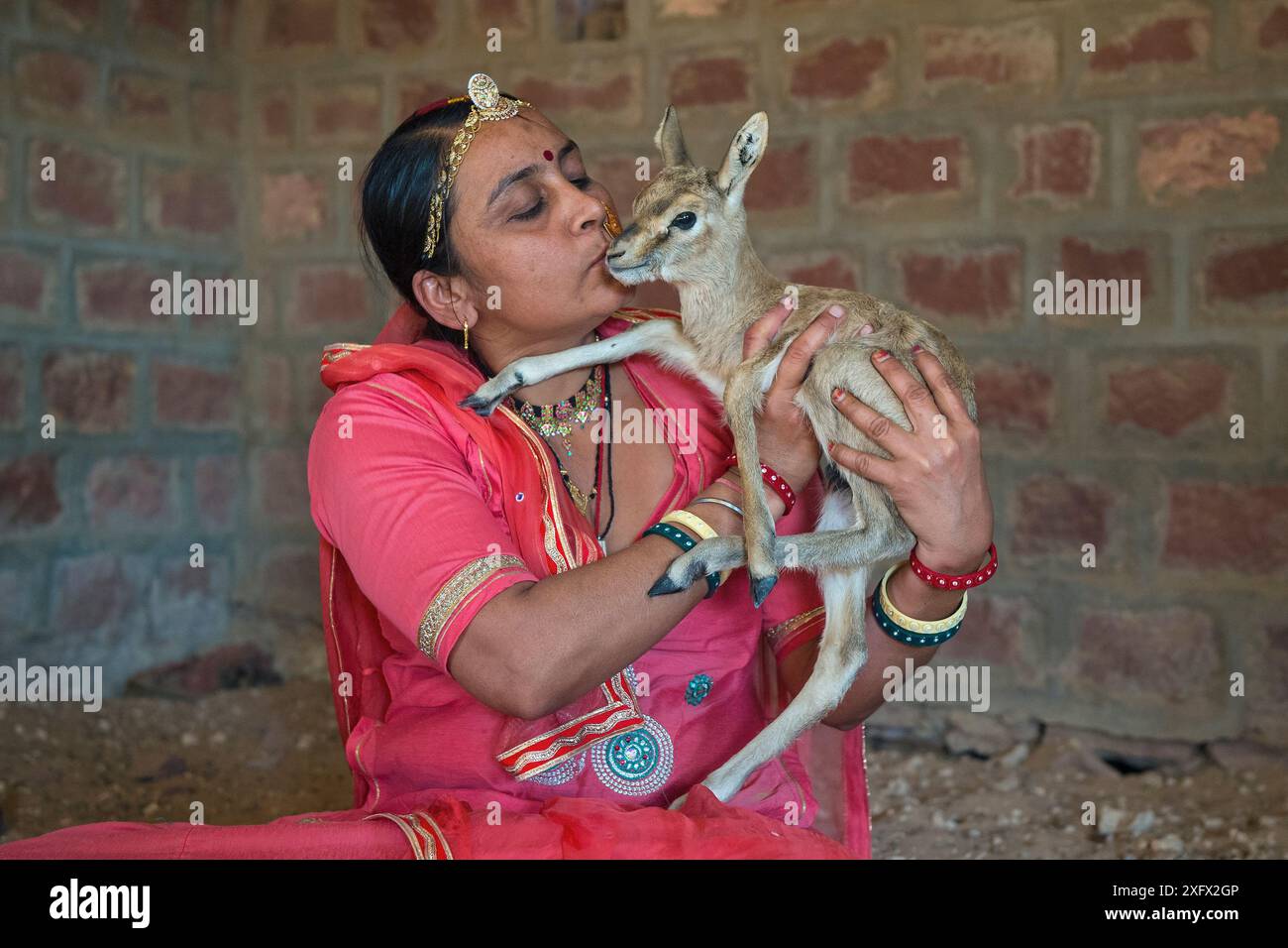 Die Bishnoi-Frau hält und küsst Indische Gazelle oder Chinkara-Kitzel (Gazella bennettii). Bishnoi sind eine religiöse Gemeinschaft, die die Natur verehrt und im Nordwesten Indiens ansässig ist. Lokale Frauen, die Waisenkinder stillen und verwaisten Kühe stillen. Rajasthan, Indien. Stockfoto