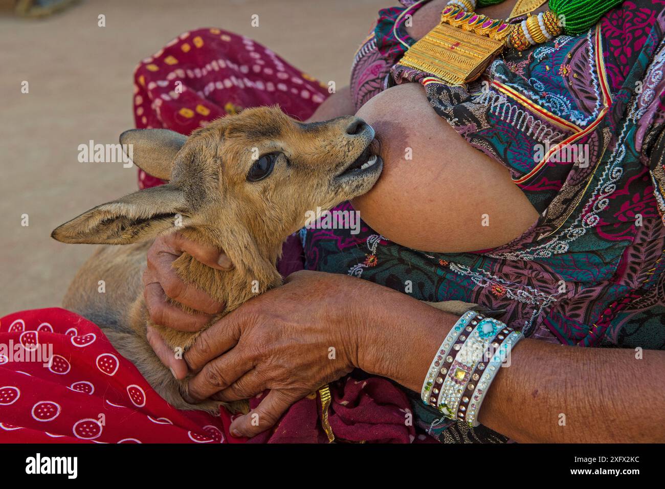 Die Bishnoi-Frau, die eine verwaiste indische Gazelle / Chinkara-Kitzel (Gazella bennettii) stillt Bishnoi sind eine religiöse Gemeinschaft, die die Natur verehrt und im Nordwesten Indiens ansässig ist. Das Kitz wird losgelassen, wenn es alt genug ist. Rajasthan, Indien. Ausgezeichnet im Wettbewerb „Europäischer Naturfotograf des Jahres 2018“ Stockfoto