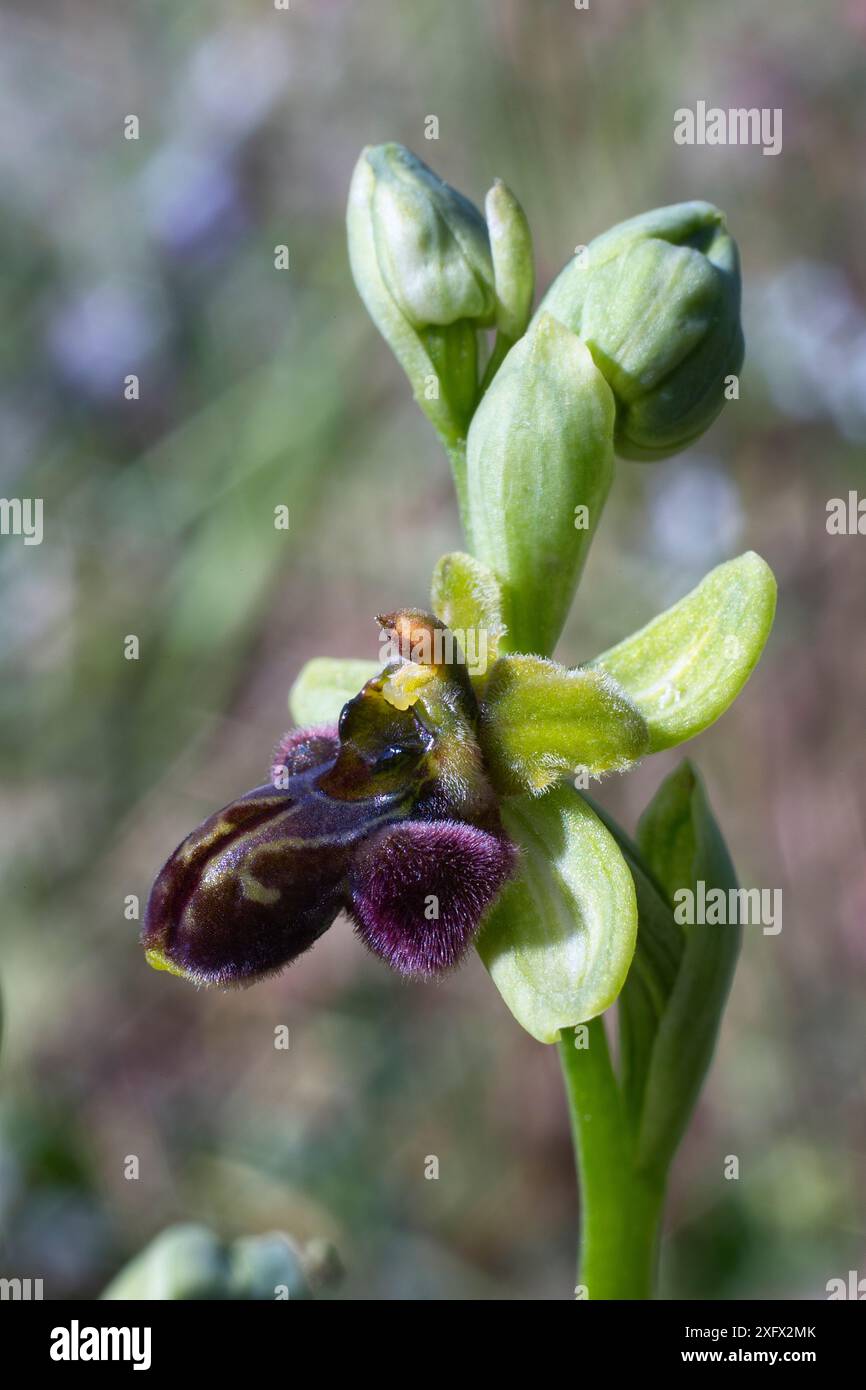 Ophrys x lessonae (Ophrys bombyliflora x Ophrys minipassionis), Orchidaceae. Natürlicher Hybrid. Wilde europäische Orchideen. Seltene Pflanze. Italien, Toskana. Stockfoto
