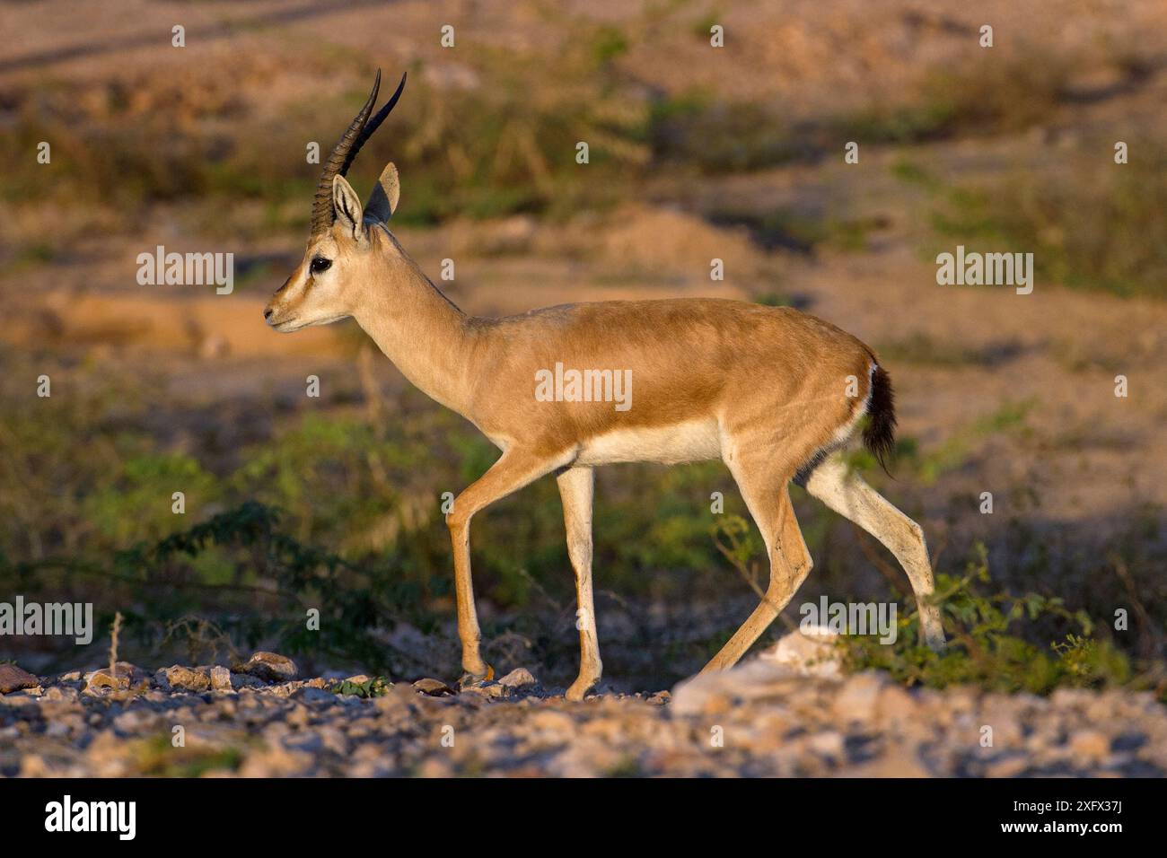 Indische Gazelle oder Chinkara, (Gazella bennettii), männlich, Thar-Wüste, Rajasthan, Indien Stockfoto