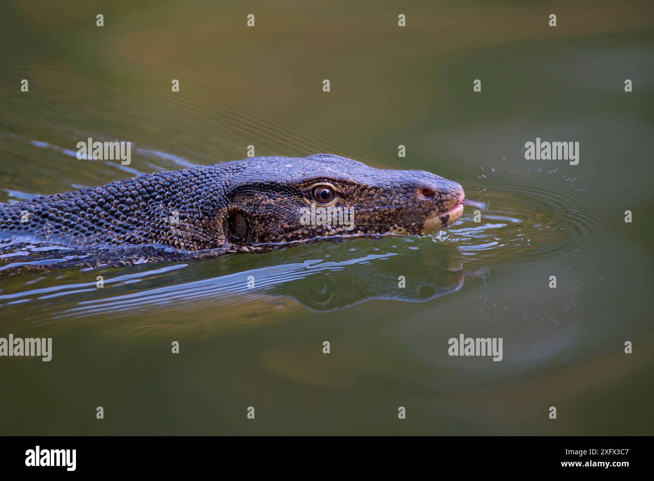 Wassermonitor (Varanus salvator), Schwimmen und Flicken der Zunge, Thailand Stockfoto