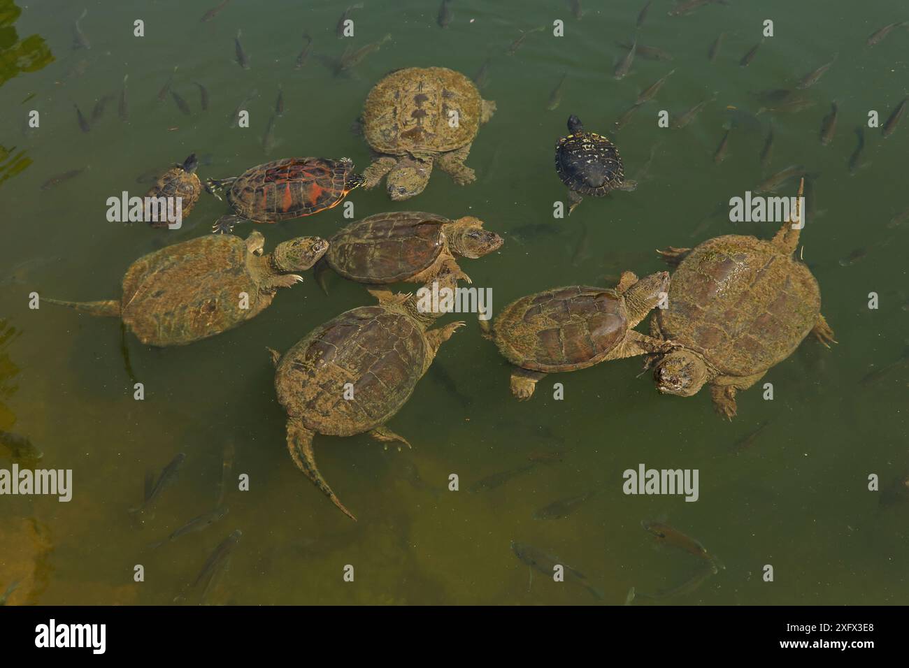 Schnappschildkröten (Chelydra serpentina) mit Rotohr-Schiebereglern (Pseudemys rubriventris) und Flusskooter (Pseudemys concinna) und Blaubarsche (Lepomis macrochirus), Maryland, USA, Juni. Stockfoto