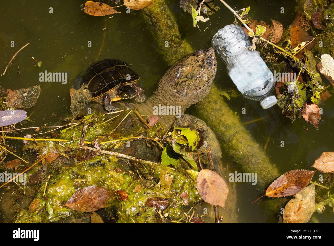 Schnappschildkröte (Chelydra serpentina) und bemalte Schildkröte (Chrysemys picta) mit weggeworfener Plastikflasche, Maryland, USA. Juli. Etikett auf Flasche digital entfernt. Stockfoto