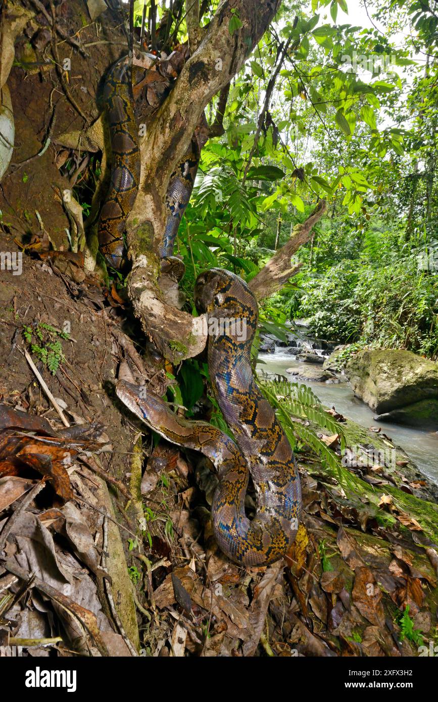 Netzpython (Malayopython reticulatus) Sulawesi. Stockfoto