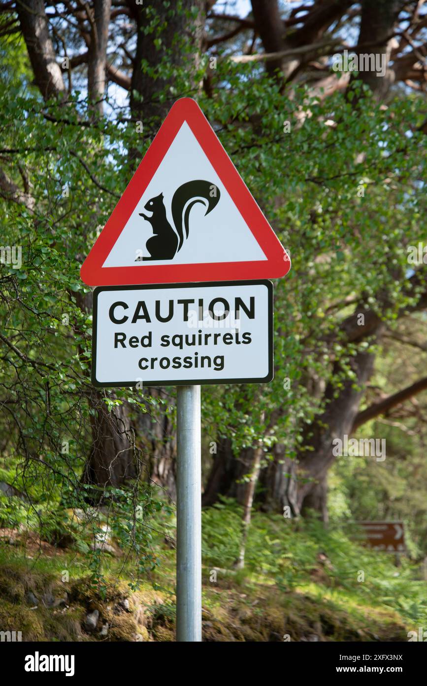 Schild mit Warnschildern für Fahrer der Überquerung des Roten Eichhörnchens (Sciurus vulgaris). Wiedereinführungsprojekt, Torridon, Schottland, Vereinigtes Königreich. Mai 2018. Stockfoto