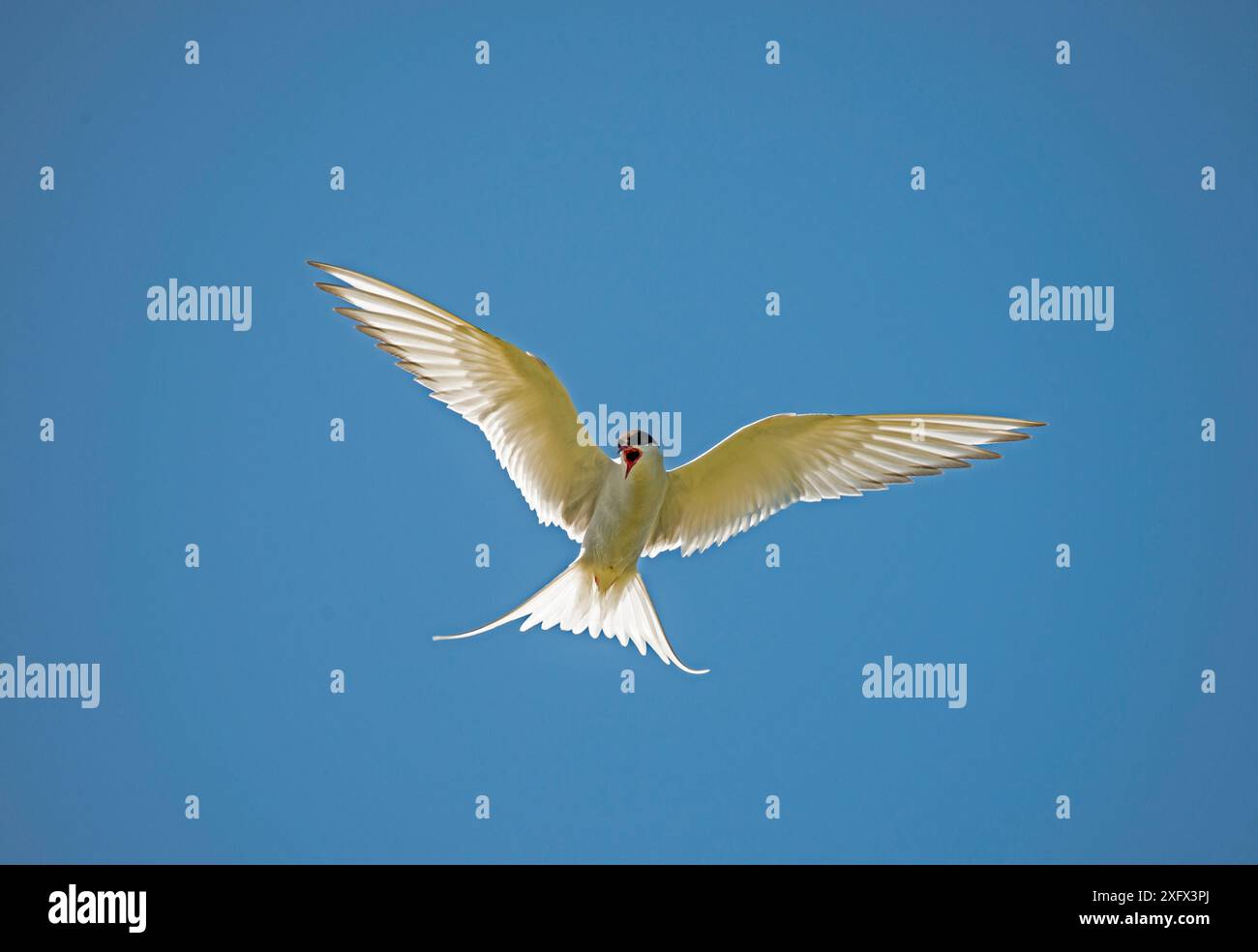 Polarseeschwalbe (Sterna paradisaea) im Flug. Mousa, Shetland Isles, Schottland, Großbritannien. Juni. Stockfoto