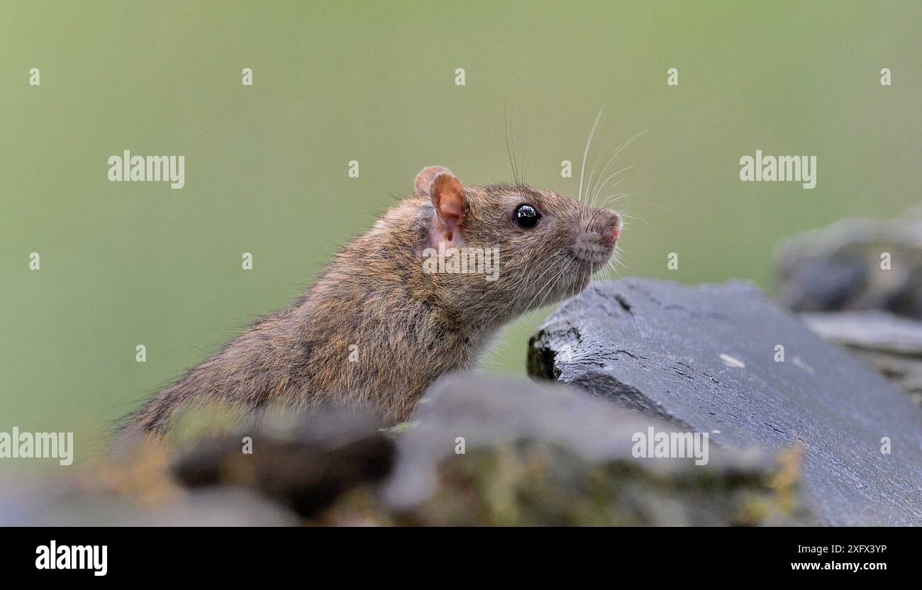 Porträt der braunen Rattus norvegicus. Donaudelta, Rumänien. Mai. Stockfoto