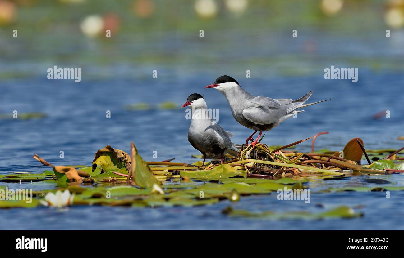 Schnurseeschwalben (Chlidonias hybrida) im Nest in Seerosen. Donaudelta, Rumänien. Mai. Stockfoto