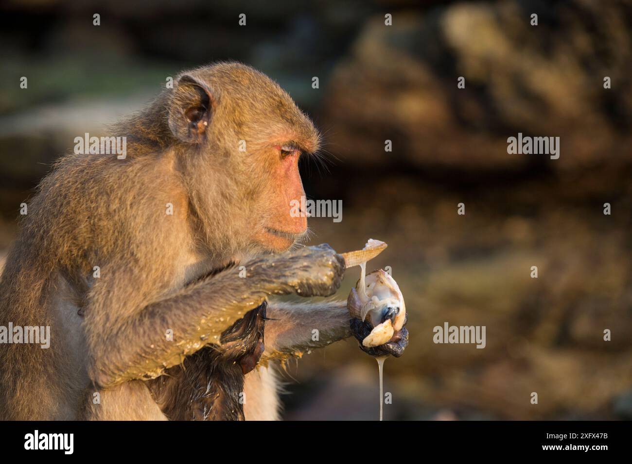 Langschwanzmakaken (Macaca fascicularis) essen von einer Muschel, Insel Koram, Khao Sam ROI Yot Nationalpark, Thailand. Stockfoto