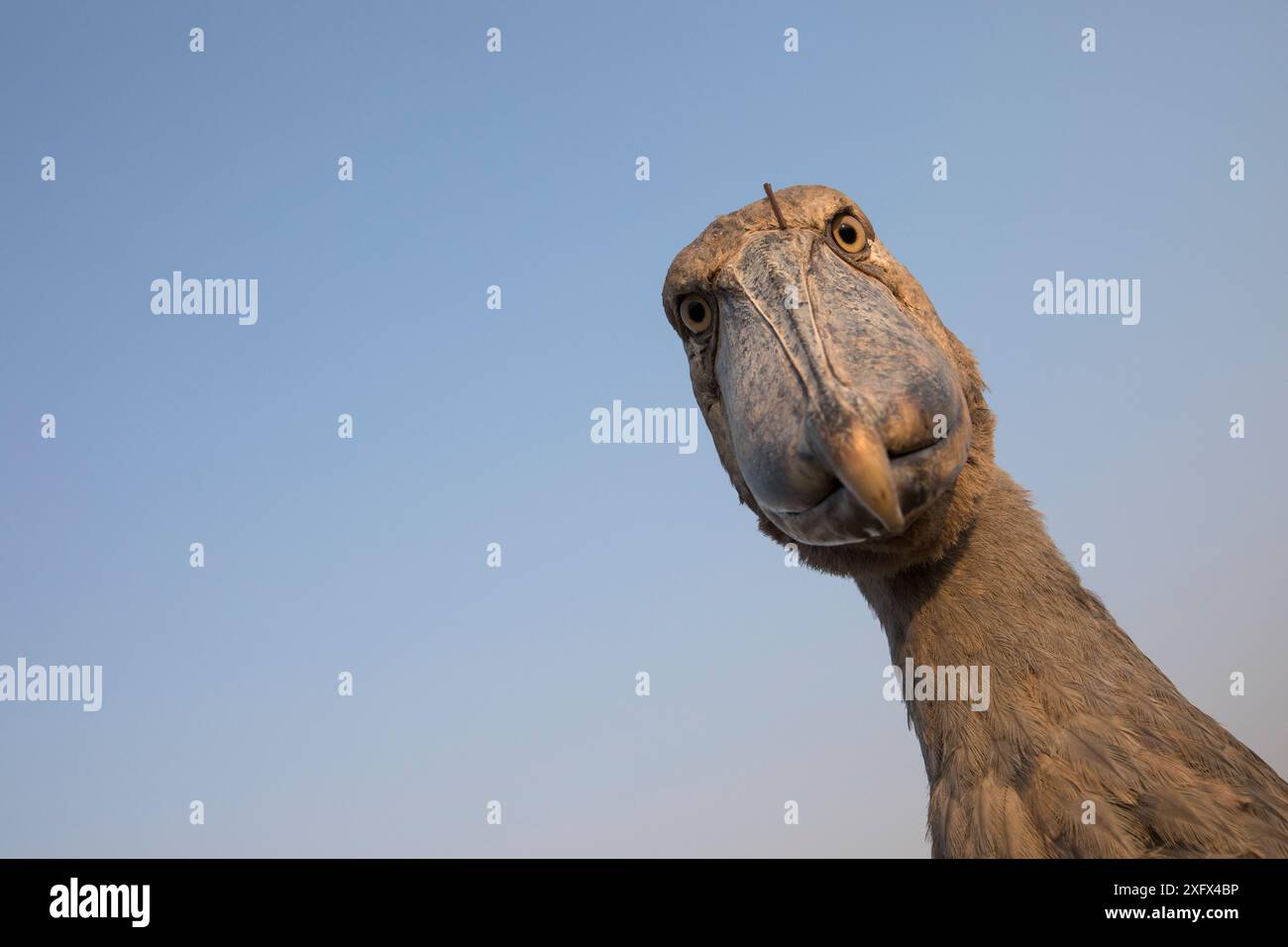 Shoebill (Balaeniceps rex) Porträt, Bengweulu Swamp, Sambia Stockfoto