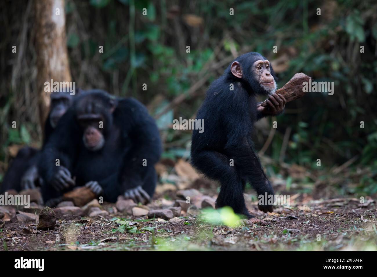 Schimpanse (Pan troglodytes verus) „Fanwaa“ im Alter von 5 Jahren, spielt, während Mutter „Jeje“ Steine benutzt, um Palmennüsse zu knacken. Bossou, Republik Guinea. Stockfoto