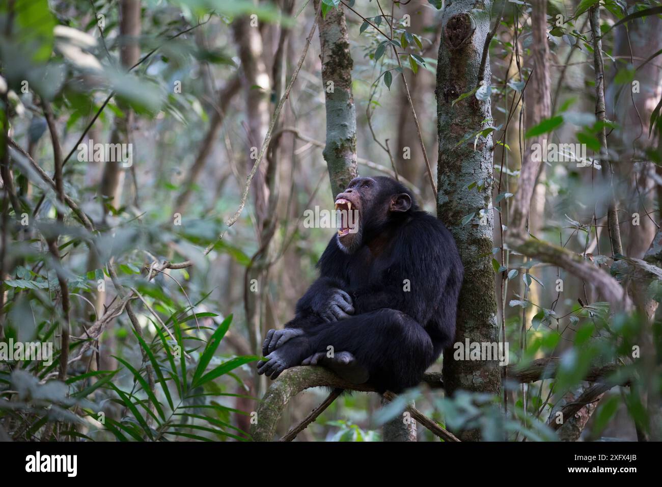 Schimpanse (Pan troglodytes verus) 'Jeje' erwachsener Mann. Bossou, Republik Guinea. Stockfoto