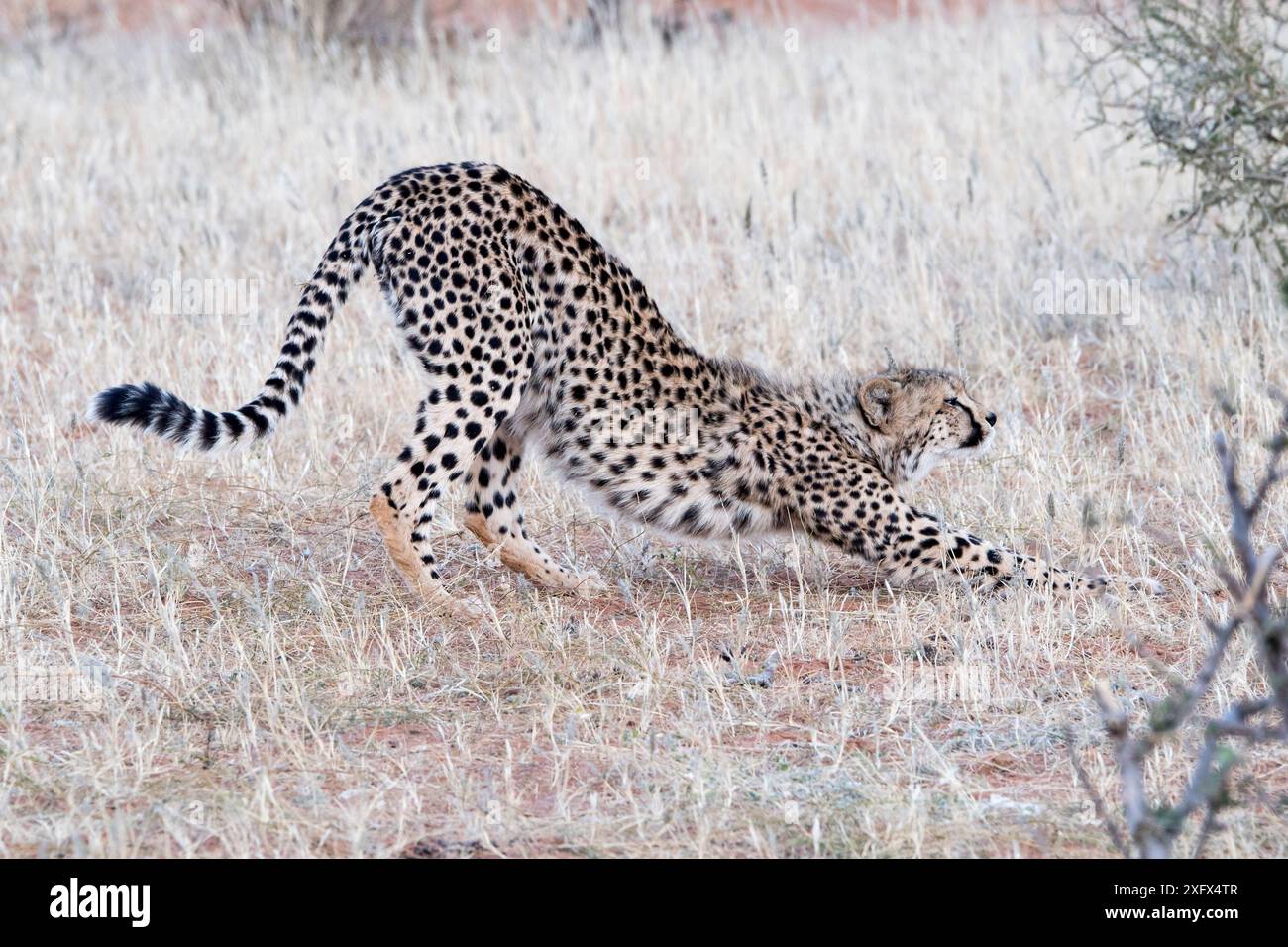 Gepard. Stockfoto