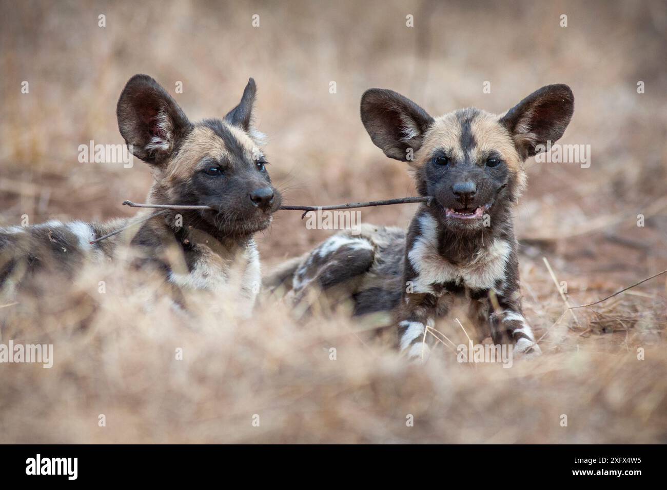 Afrikanischer Wildhund (Lycaon pictus), der mit einem Stock spielt. Malilangwe Wildlife Reserve, Simbabwe. Stockfoto