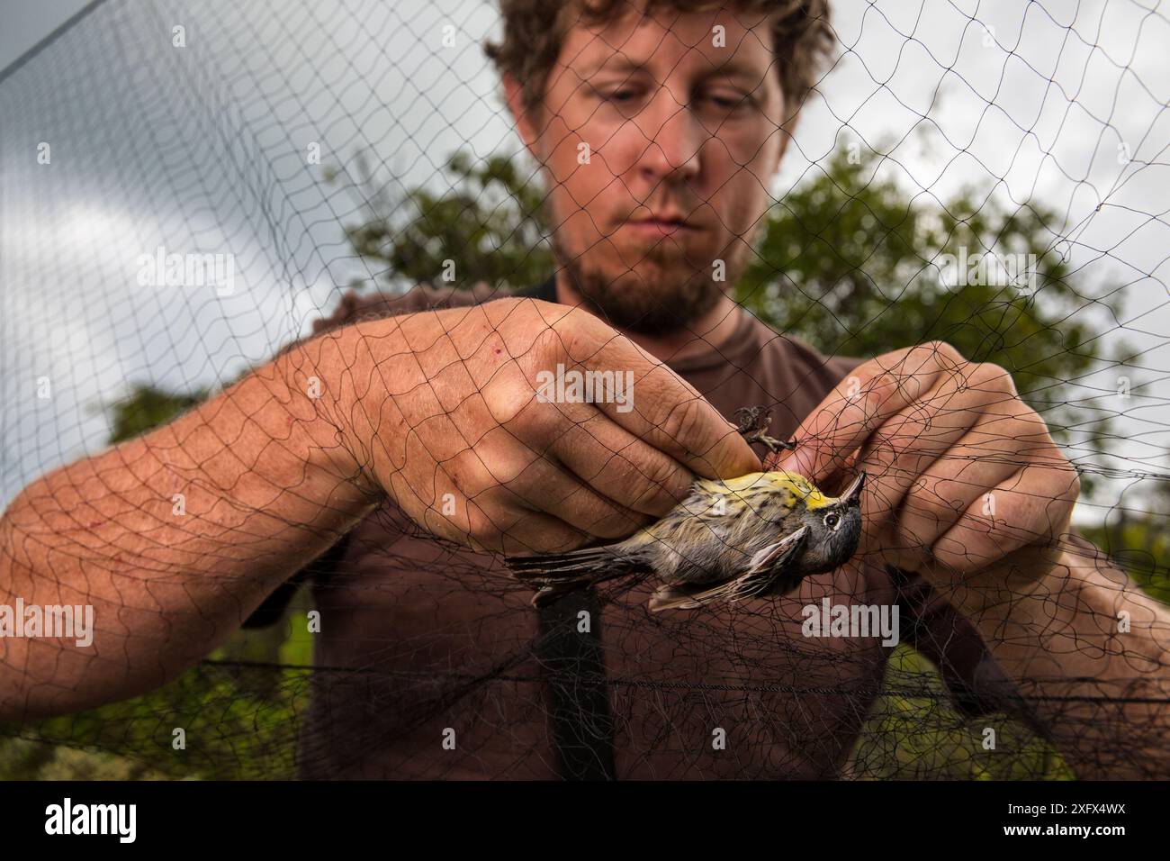 Der Wissenschaftler Nathan Cooper entwirrt und gefährdete Kirtland&#39;s Warbler (Setophaga kirtlandii) aus dem Nebelnetz. Dieser Vogel wurde während der Erforschung von Migration und Verhalten gefangen. Cat Island, Bahamas. April 2017. Stockfoto