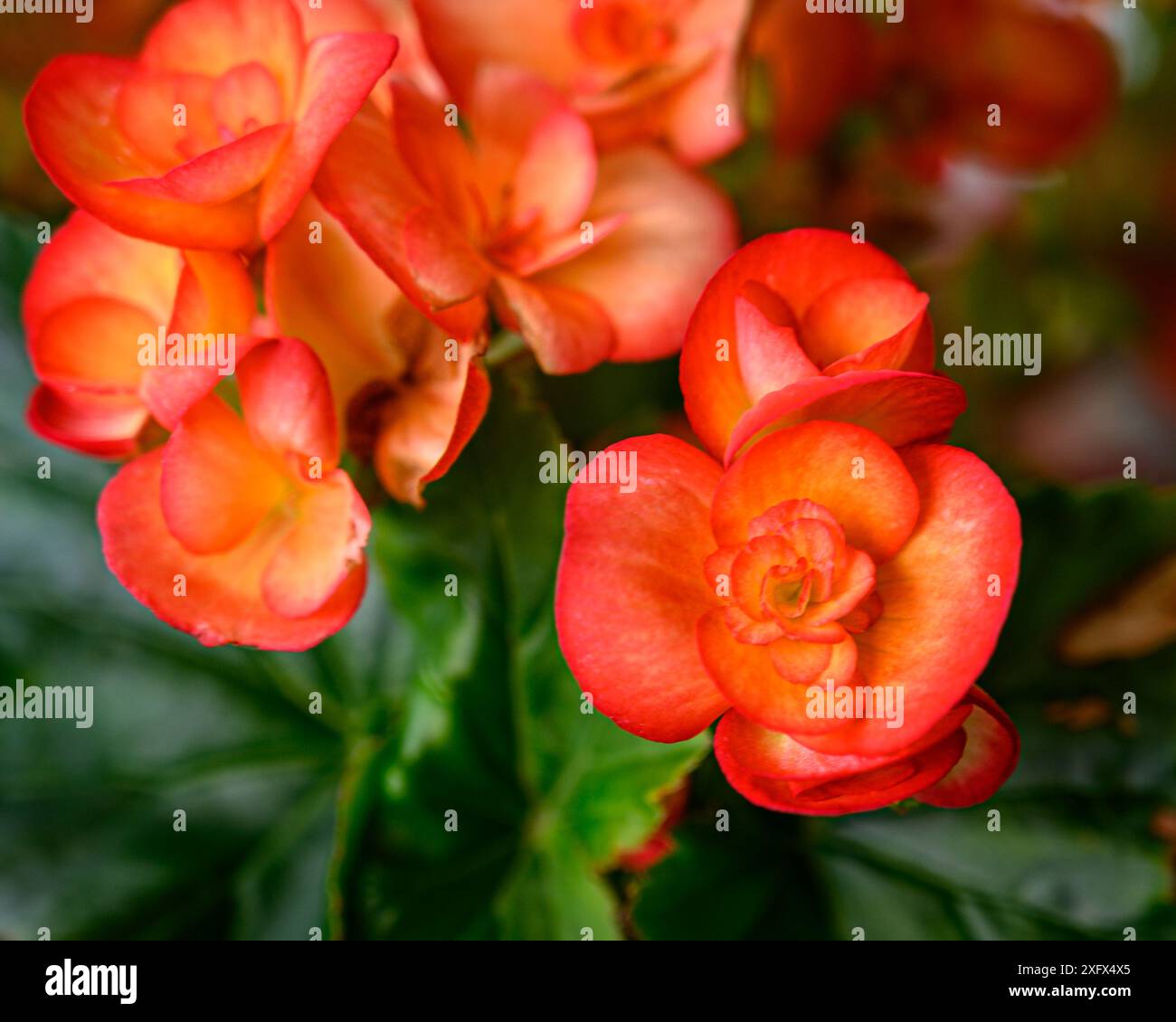 Begonien aus Grapelholz, die im Garten wachsen Stockfoto