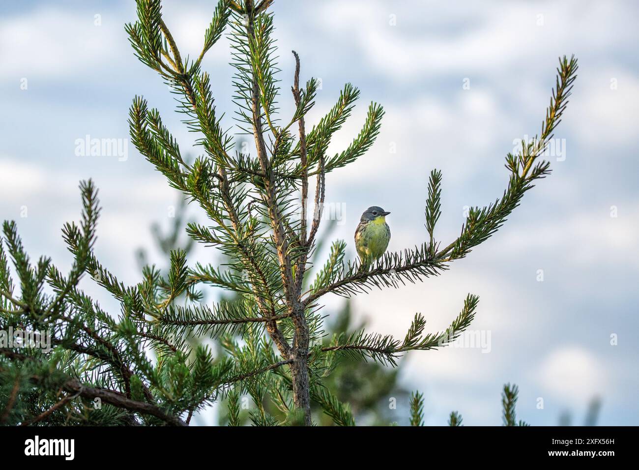 Porträt eines weiblichen Kirtland&#39;s Gratblers (Setophaga kirtlandii), einer Jack-Kiefer. Michigan, USA, Juli 2017. Stockfoto