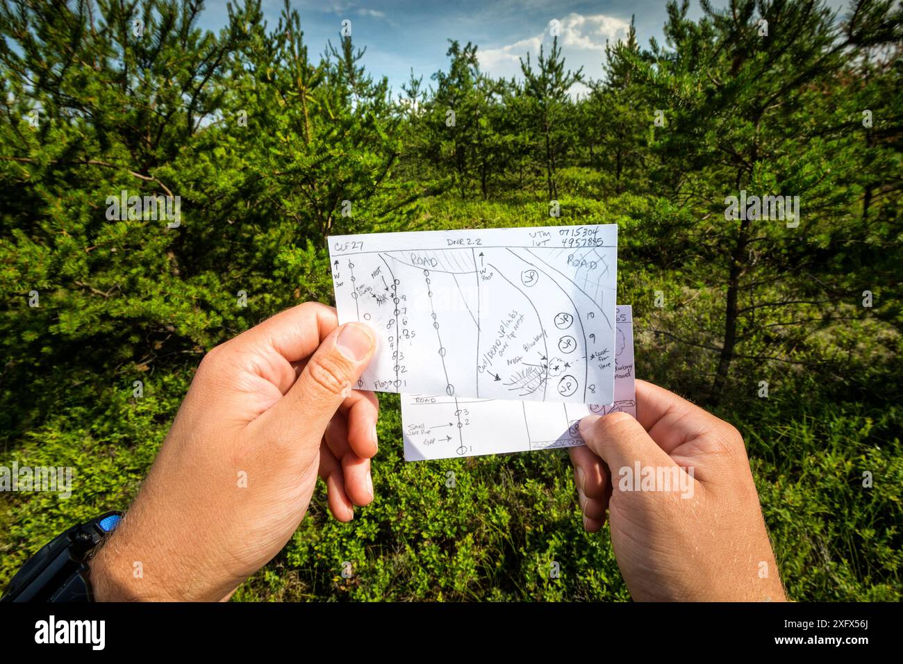 Karte von Kirtland&#39;s Sebel (Setophaga kirtlandii) Nestern, die von einem Forscher gezeichnet wurden, im Waldgebiet von Jack Kiefer. Michigan, USA, Juli 2017. Stockfoto