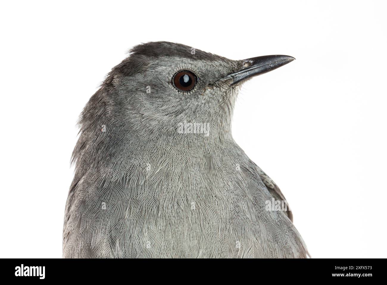 Porträt eines grauen Katzenvogels (Dumetella carolinensis) mit weißem Hintergrund, Block Island, Rhode Island, USA. Vogel, der während der wissenschaftlichen Forschung gefangen wurde. Stockfoto