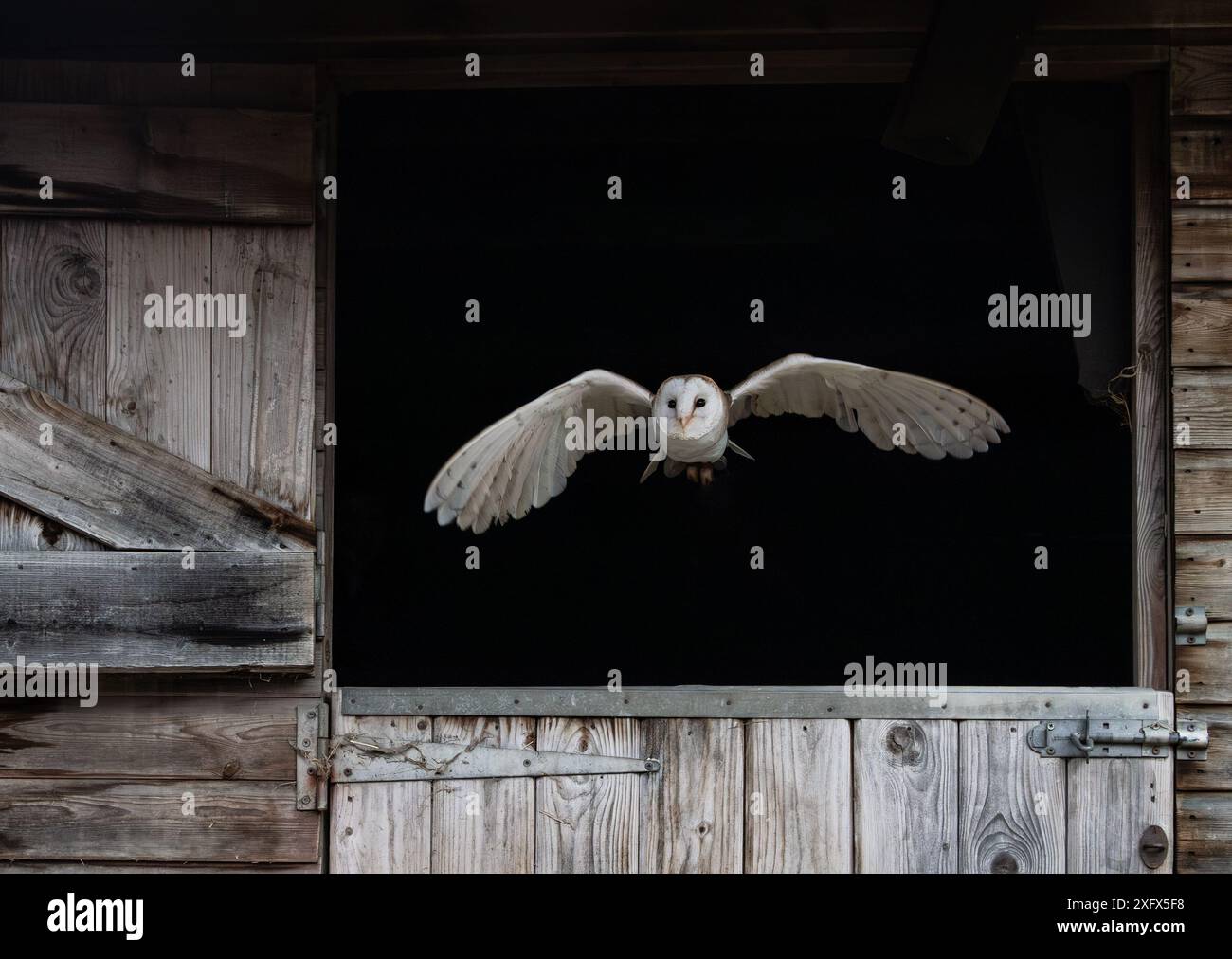 Scheuneneule fliegt aus stabilen Türen Stockfoto