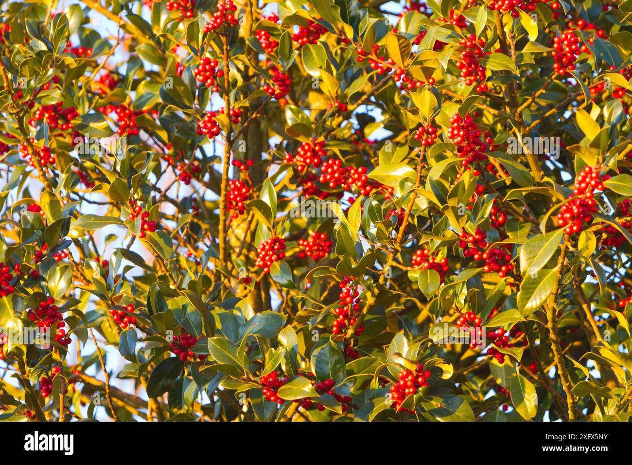 Europäische stechpalme ( Ilex aquifolium), weiblicher Baum mit roten Früchten, Haut Rhin, Frankreich. Stockfoto