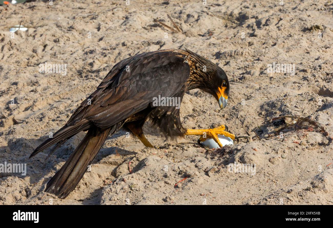 Gestreifte Caracara (Phalcoboenus australis), bereit für ein Ei des Gentoo-Pinguins, Saunders Island, Falklandinseln. Stockfoto