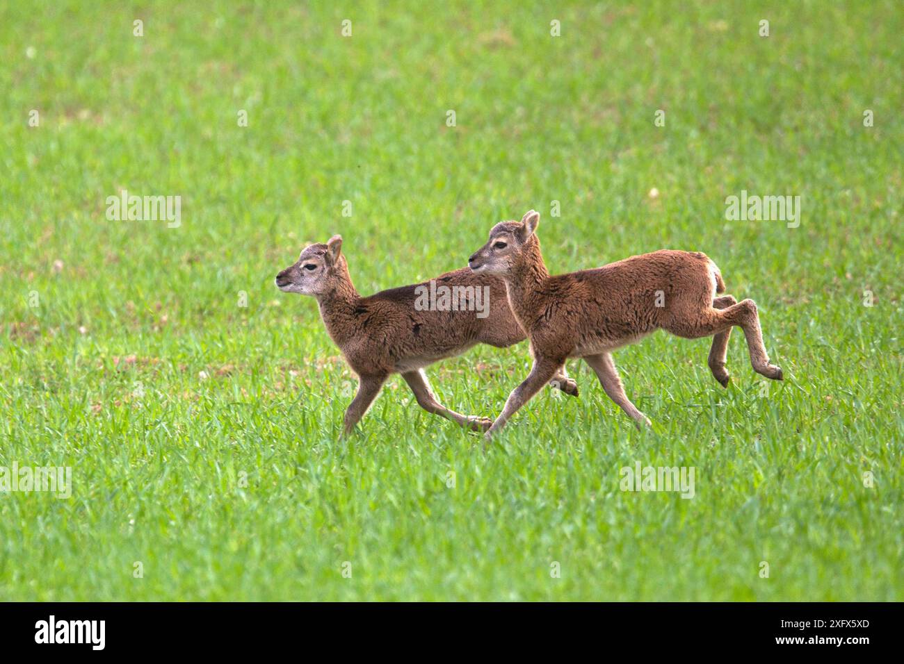 Mufflon (Ovis ammon musimon), Lämmer, die auf einer Wiese laufen, Haute Saone, Frankreich. Stockfoto