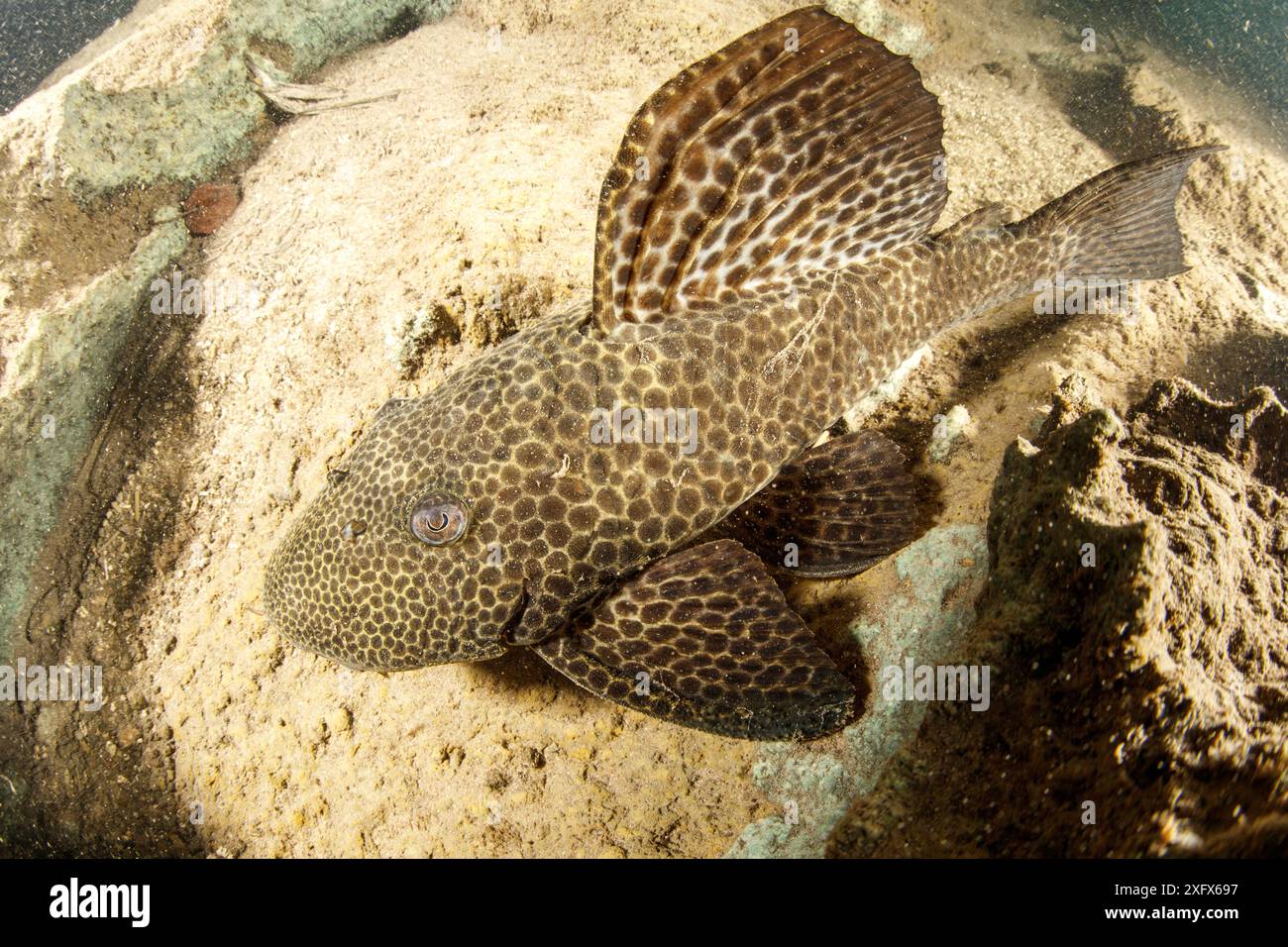 Panzerwelse (Loricariidae) Formoso River, Bonito, Mato Grosso do Sul, Brasilien Stockfoto