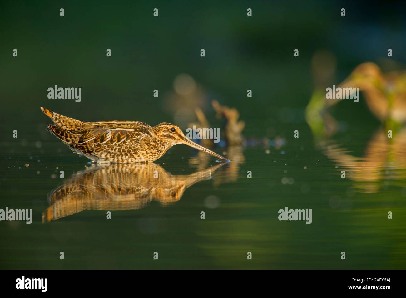 Gewöhnliche Schnipsen (Gallinago gallinago) auf der Suche nach Nahrungsmitteln, Frankreich. August. Stockfoto