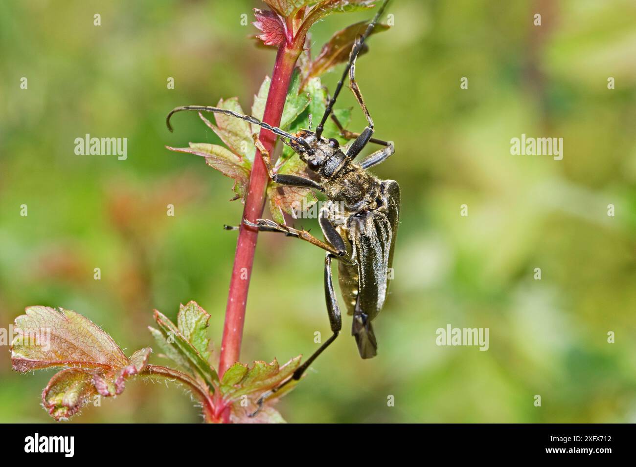 Variabler Langhornkäfer (Stenocorus meridianus) schwarz aus Hutchinson's Bank, New Addington, London, England, Großbritannien. Juni. Stockfoto