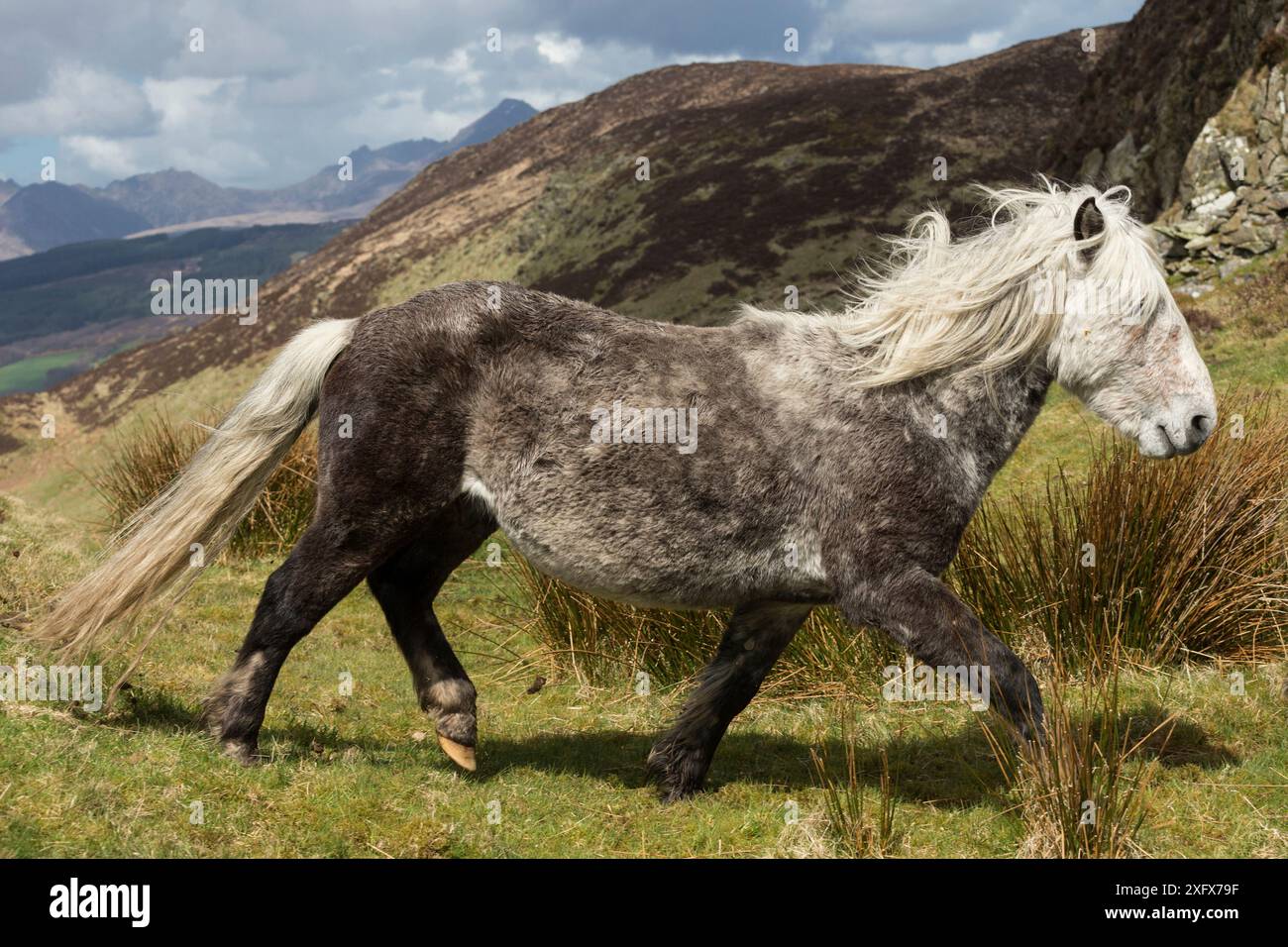 Wildes seltenes Eriskay-Pferd, Hengst, Trab auf Holy Isle, Schottland, Großbritannien. Kritischer Status des Rare Breeds Survival Trust. Stockfoto