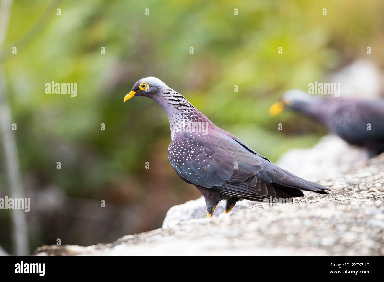 African Olive Pigeon (Columba arquatrix) Garden Route, Western Cape Province, Südafrika. Stockfoto