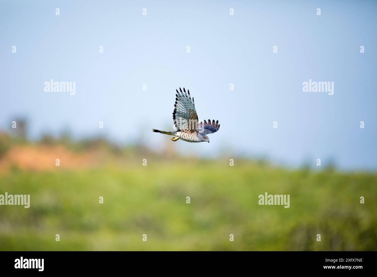 Afrikanischer Kuckuckhawk (Aviceda cuculoides) im Flug, Isimangaliso Wetland Park, KwaZulu-Natal, Südafrika Stockfoto