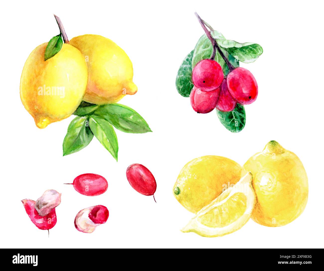 Aquarellfarben aus Wunderfrüchten, Beeren, Zitronen und Blättern, ideal für botanische und künstlerische Designs Stockfoto