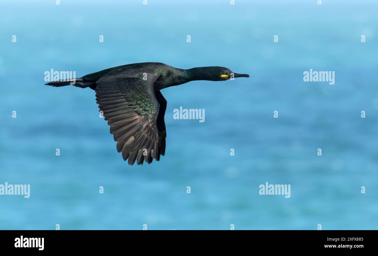 Spross (Phalacrocorax aristotelis) im Flug über See. Great Saltee Island, Saltee Islands, County Wexford, Republik Irland. Juni. Stockfoto