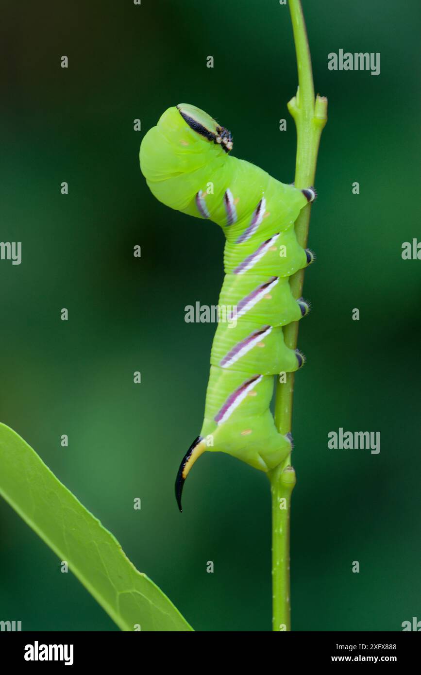 Privet Hawk-Moth (Sphinx ligustri) caterpillar on STEM, Abbots Leigh, Somerset, England, Großbritannien. Juli. Stockfoto