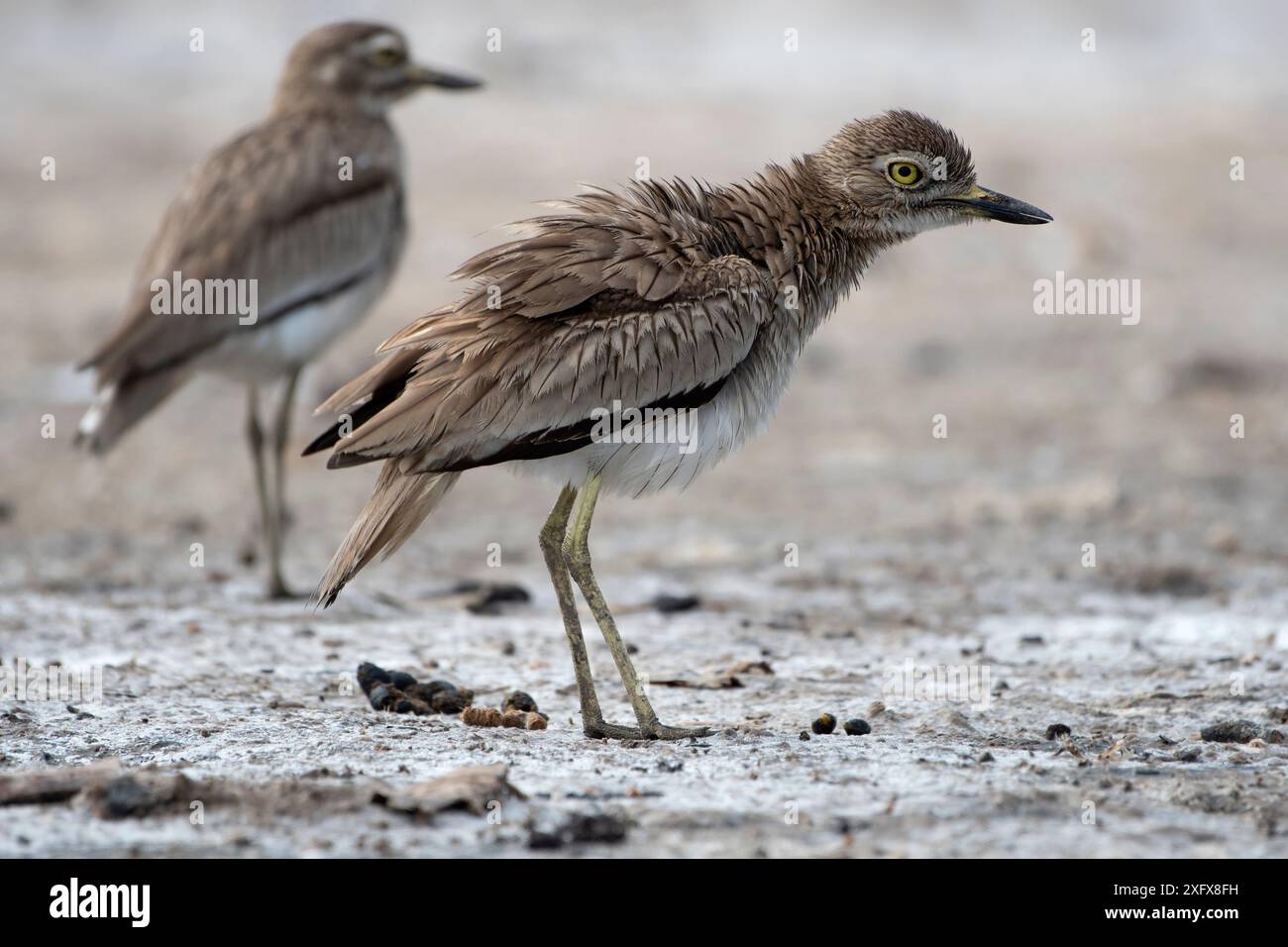 Senegal Thick-Knie (Burhinus senegalensis), Gambia. Stockfoto