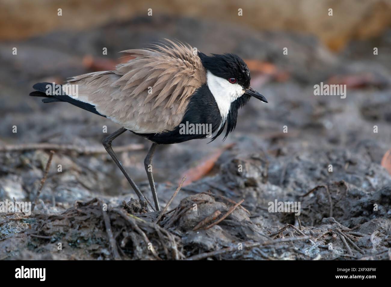 Sporenflügelneigungen (Vanellus spinosus), Gambia. Stockfoto