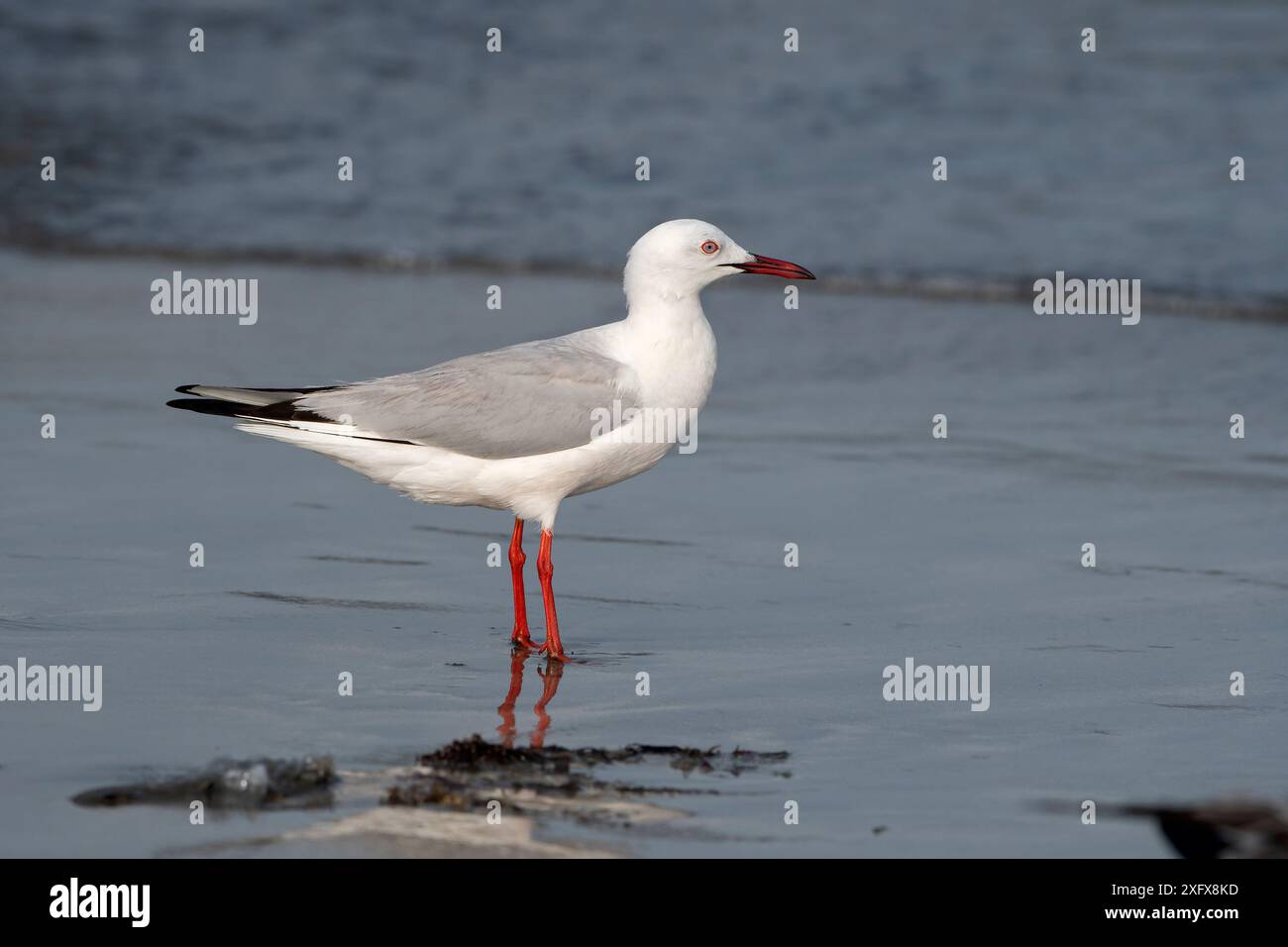 Schlangenmöwe (Chroicocephalus genei) steht am Wasser's Rand, Gambia. Stockfoto