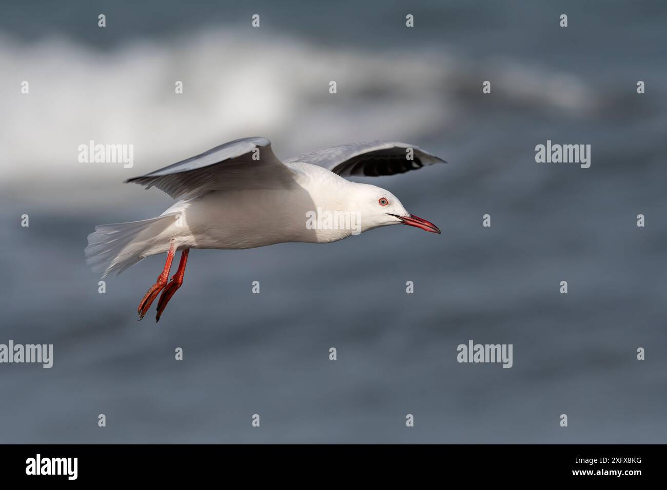Schlangenmöwe (Chroicocephalus genei) im Flug, Gambia. Stockfoto