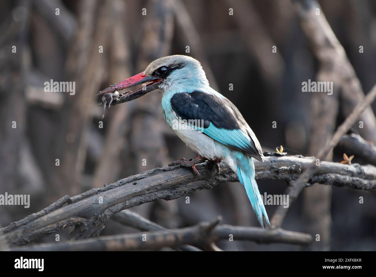 Blaubrust eisvogel (Halcyon malimbica) mit Krabbe im Schnabel, hoch im Baum. Gambia. Stockfoto