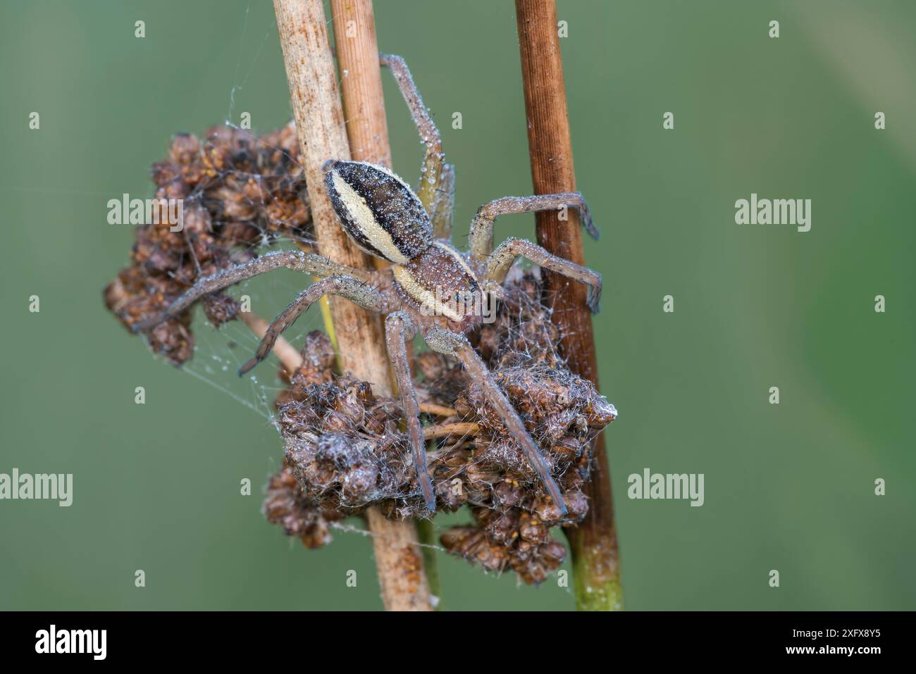 Floßspinne (Dolomedes fimbriatus), Klein Schietveld, Brasschaat, Belgien. August Stockfoto