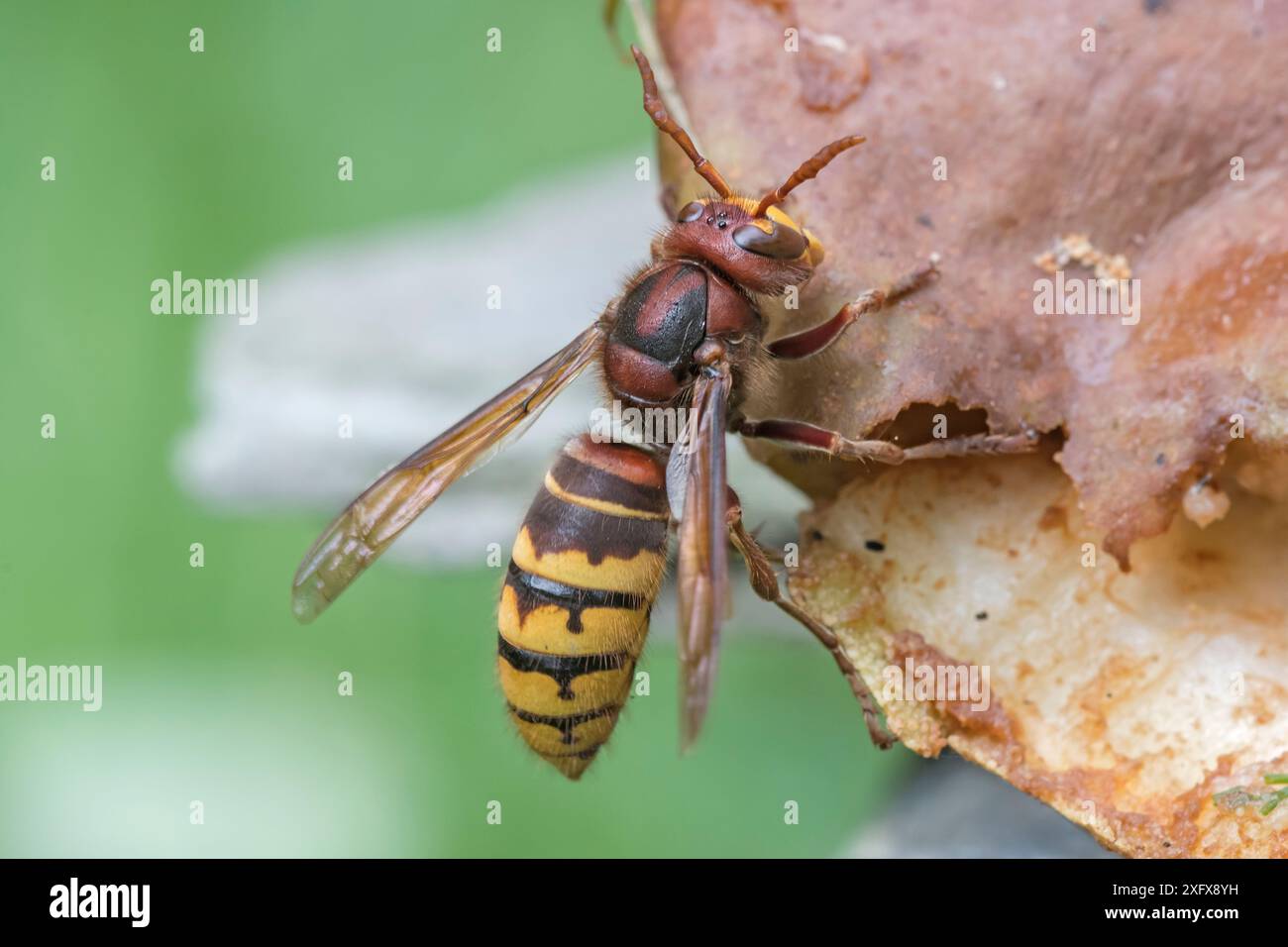 Hornet (Vespa crabo) füttert an faulen Früchten, Brasschaat, Belgien. August Stockfoto