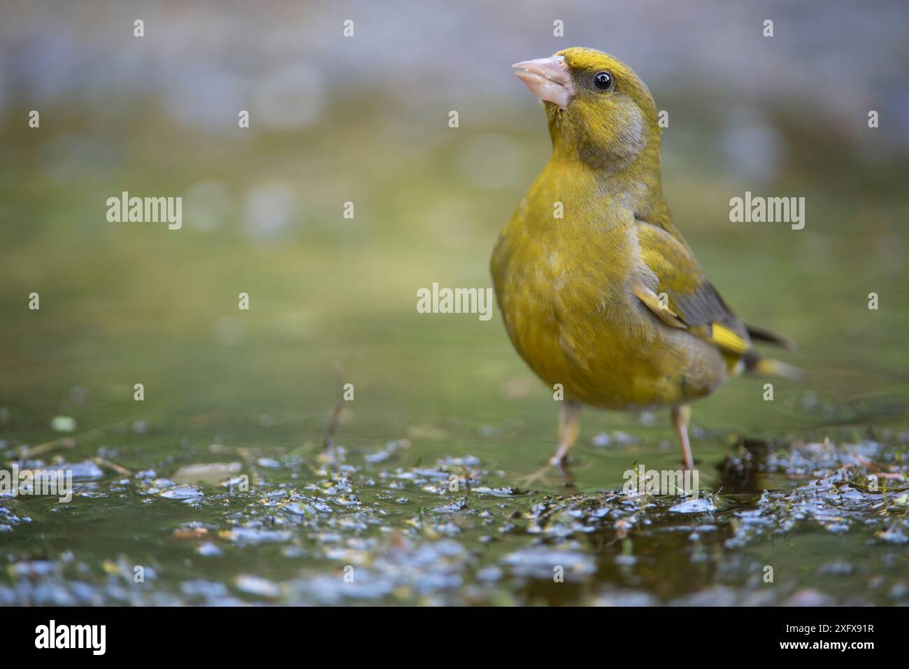 Grünfink ( Carduelis chloris) trinkt Brasschaat, Belgien. Juni Stockfoto